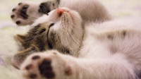 Pet Dermatology